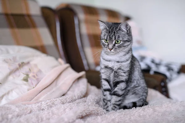 Hermosa American Shorthair Gato Con Ojos Verdes —  Fotos de Stock