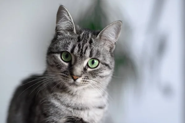 Hermosa American Shorthair Gato Con Ojos Verdes —  Fotos de Stock