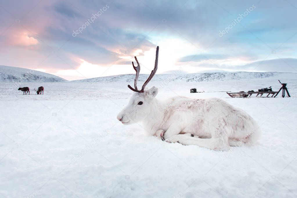 Winter white deer in the desert of Siberia, Russia, Yamal. Resting on the snow at sunrise