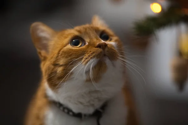 Close Portret Van Rode Huis Kat Opzoeken — Stockfoto