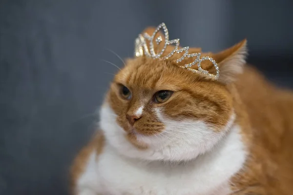 Retrato Gato Casero Rojo Con Corona Princesa Cabeza — Foto de Stock