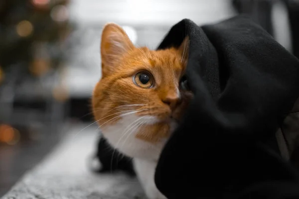 Retrato Primer Plano Del Gato Rojo Escondido Bajo Una Manta — Foto de Stock