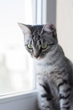 Mısır kedi Mau yavru kedi beyaz portresi. Gri saç ve yeşil gözlerinin rengini