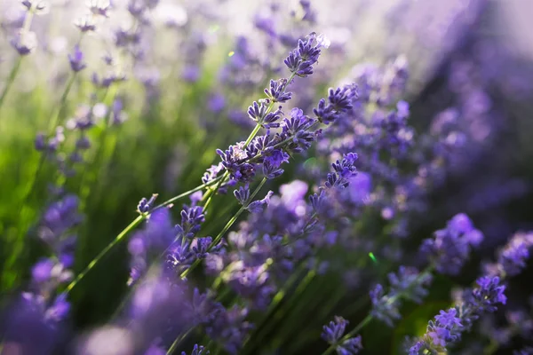 Lavanta çiçekleri alan gün batımında Close-up.