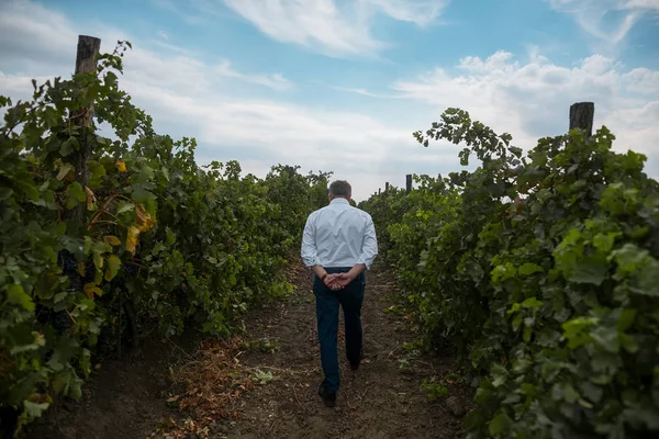 Back view of old man vintner who walking in vineyard.