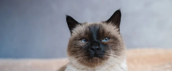 잠겨있는 샴 파란 눈을 가진 집 고양이의 초상화. — 스톡 사진