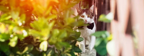 Açık havada, kırmızı gözlü beyaz kedi papyon ile yürüyüş. — Stok fotoğraf