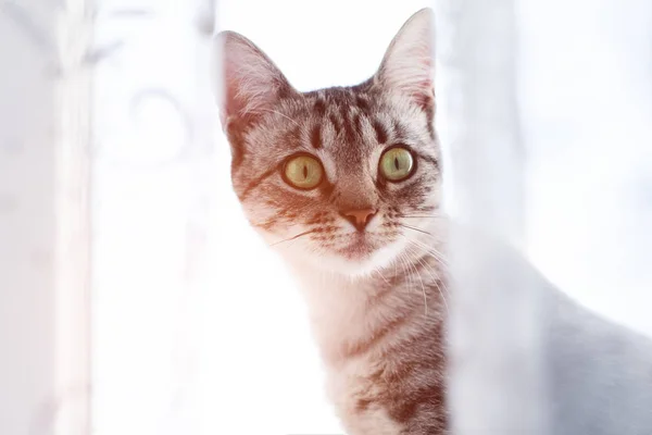 Retrato de gato americano shorthair com olhos verdes em branco . — Fotografia de Stock