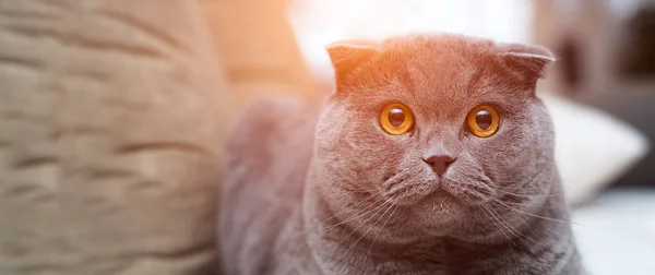 Портрет британской короткошерстной кошки с красными глазами . — стоковое фото