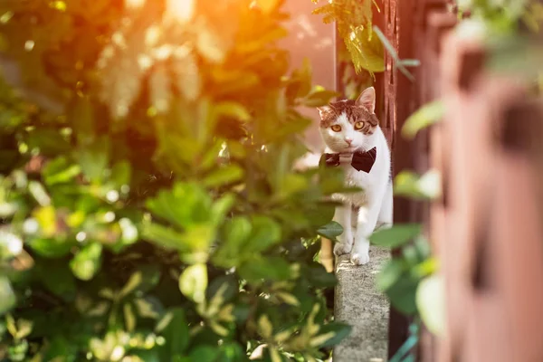 Белая Кошка Галстуком Бантом Улице Красными Глазами — стоковое фото