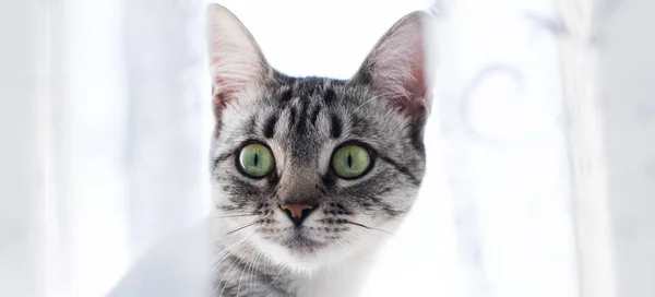 Mısır kedi Mau yavru kedi beyaz portresi. Gri saç ve yeşil gözlerinin rengini