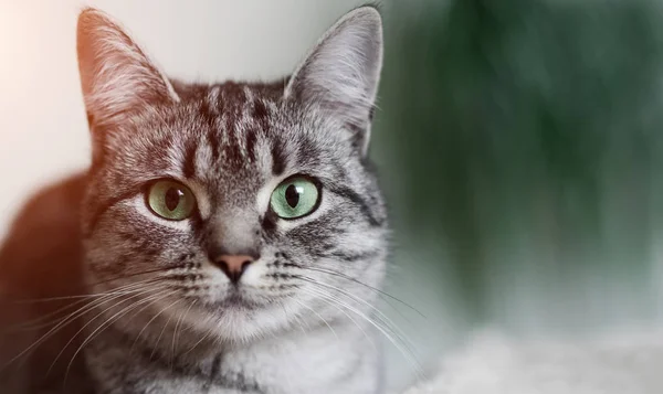 Retrato Cerca Del Gato Gris Taquigrafía Con Ojos Verdes —  Fotos de Stock