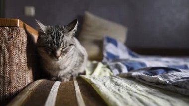 Amerikalı stenografi kedi yatakta uyumak yakın çekim.