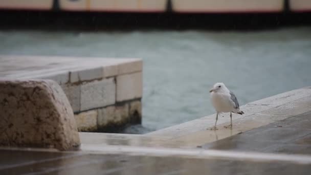 Europeiska gråtrut nära Venedig lake i regnig dag. — Stockvideo