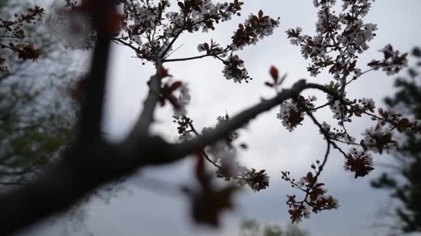 Blühende schöne weiße Frühlingsbaum, natürliche Natur Hintergrund. — Stockvideo