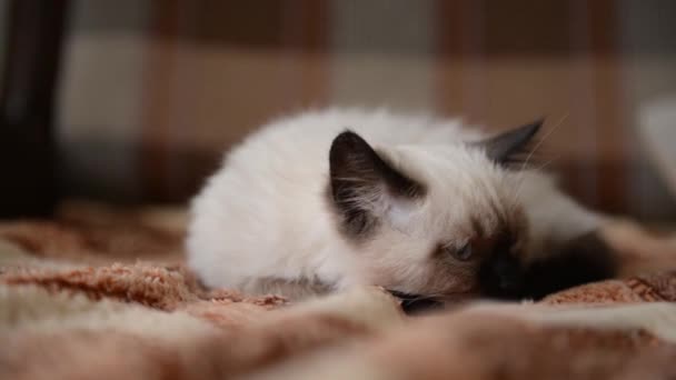 Un gatito siamés acostado en la cama — Vídeo de stock