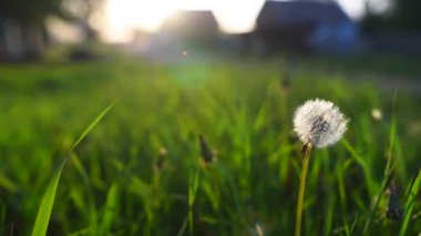 Karahindiba günbatımında üfleme genç kızın yakın çekim.
