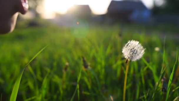 Primo piano di ragazza adolescente che soffia dente di leone al tramonto . — Video Stock