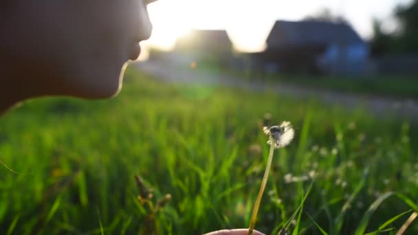 Close Gadis Remaja Meniup Dandelion Saat Matahari Terbenam — Stok Video