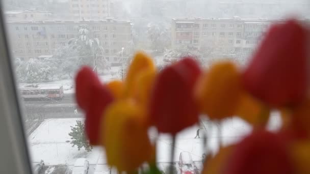 Bukett gula och Röda tulpaner på bakgrund av vinterdag. — Stockvideo