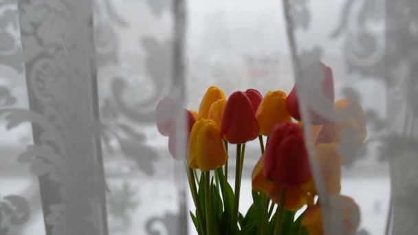 Bukett gula och Röda tulpaner på bakgrund av vinterdag. — Stockvideo