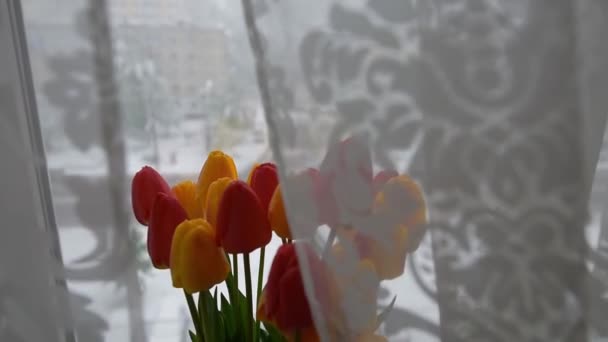 Buquê de tulipas amarelas e vermelhas no fundo do dia de inverno . — Vídeo de Stock