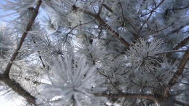 Artalanları donmuş çam ağacı, kış günü.