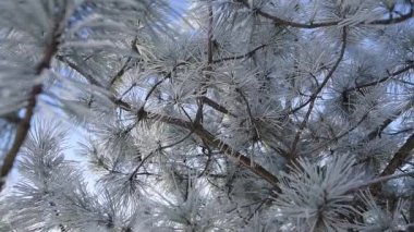 Artalanları donmuş çam ağacı, kış günü.