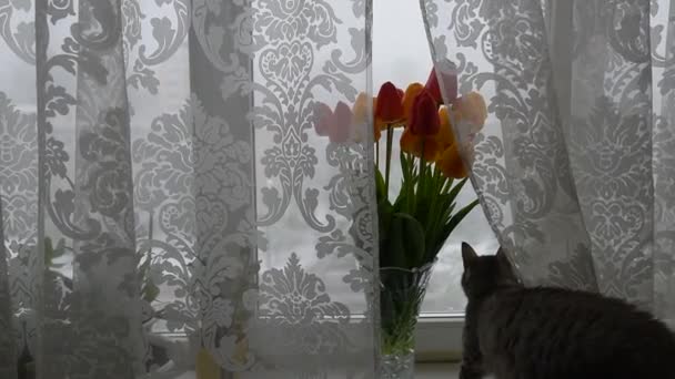 Americká kocoura blízko kytice květinové květiny — Stock video