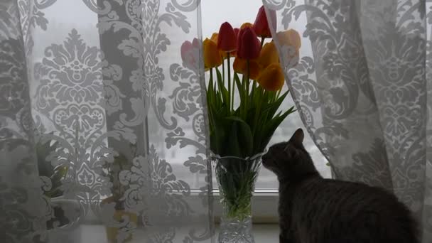 American shorthair cat playing near bouquet of tulips on window in winter day. — Stockvideo