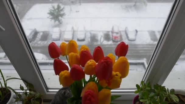 American shorthair cat playing near bouquet of tulips on window in winter day. — Stockvideo