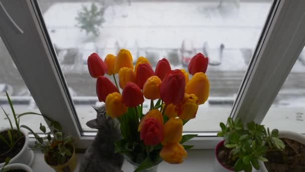 American shorthair cat playing near bouquet of tulips on window in winter day. — Stockvideo