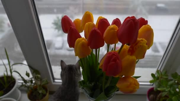 American shorthair cat playing near bouquet of tulips on window in winter day. — Stock video