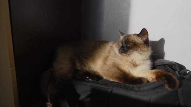 Siamkatze liegt im Sonnenlicht. — Stockvideo