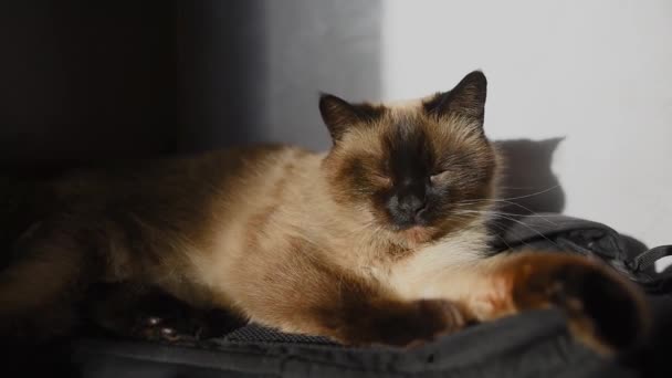 Gato siamés tumbado al sol . — Vídeos de Stock