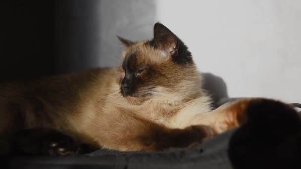 Sziámi macska hever a napfény. — Stock videók