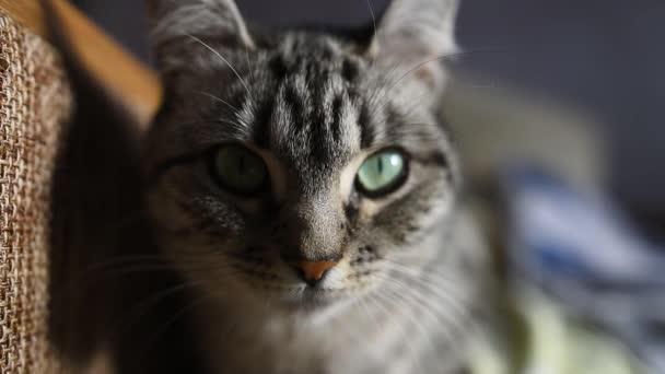 Nahaufnahme einer amerikanischen Kurzhaarkatze, die auf dem Bett liegt. — Stockvideo