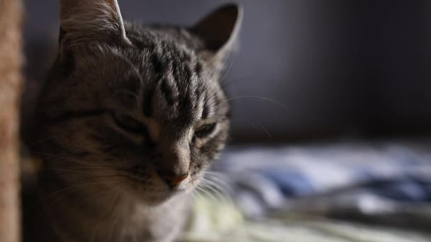 Gros plan du chat américain à poil court couché sur le lit .