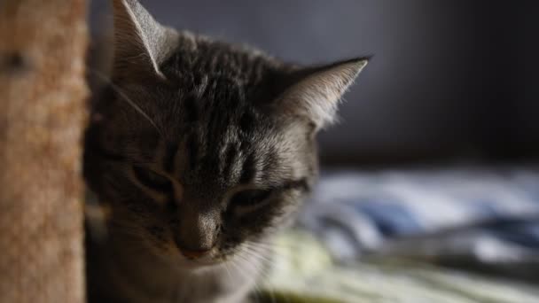Gros plan du chat américain à poil court couché sur le lit .