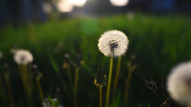 Vista ravvicinata del fiore di dente di leone al tramonto . — Video Stock