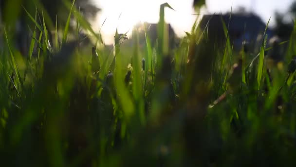 Datailní pohled Pampeliška květ při západu slunce. — Stock video