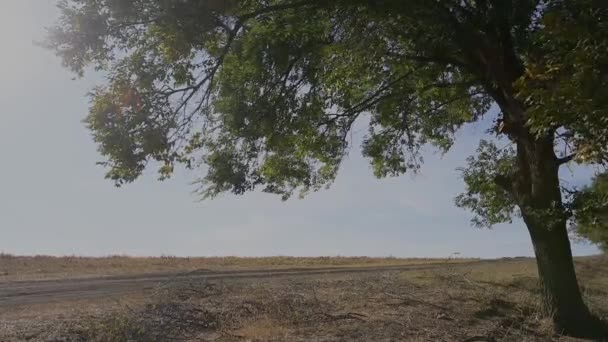 Vista del árbol en verano día soleado . — Vídeos de Stock