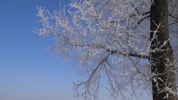 Winter background. Frozen tree on a blue sky background. — Stock Video