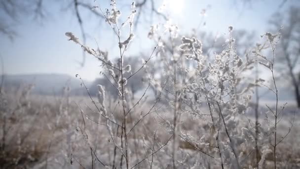 Nahaufnahme gefrorener Pflanzen, sonniger Tag, ländlicher Raum. — Stockvideo