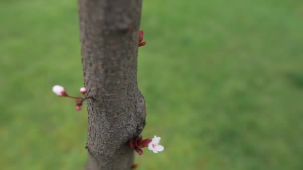 Κοντινό-up θέα της άνθισμα δέντρο λουλουδιών. — Αρχείο Βίντεο