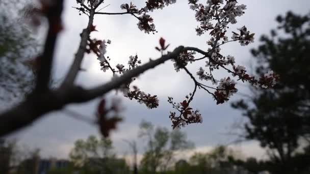 Blooming beautiful white spring tree, natural nature background. — Stock Video