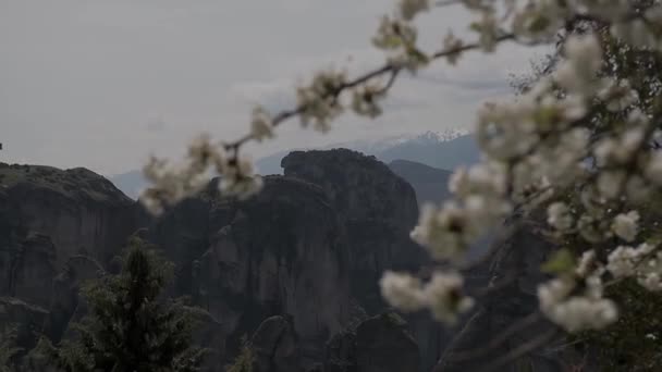 Ανθίζοντας δέντρο λευκό άνοιξη σε φόντο βουνά στα Μετέωρα. — Αρχείο Βίντεο