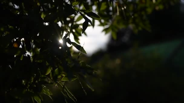 Background of sunset through tree branches. — Stock Video