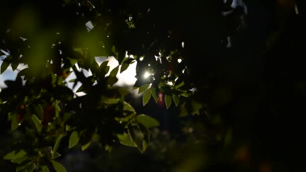 Background of sunset through tree branches. — Stock Video