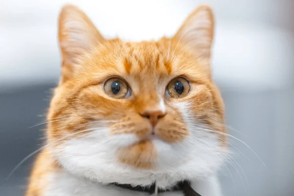 Retrato Cerca Gato Noruego Blanco Rojo — Foto de Stock